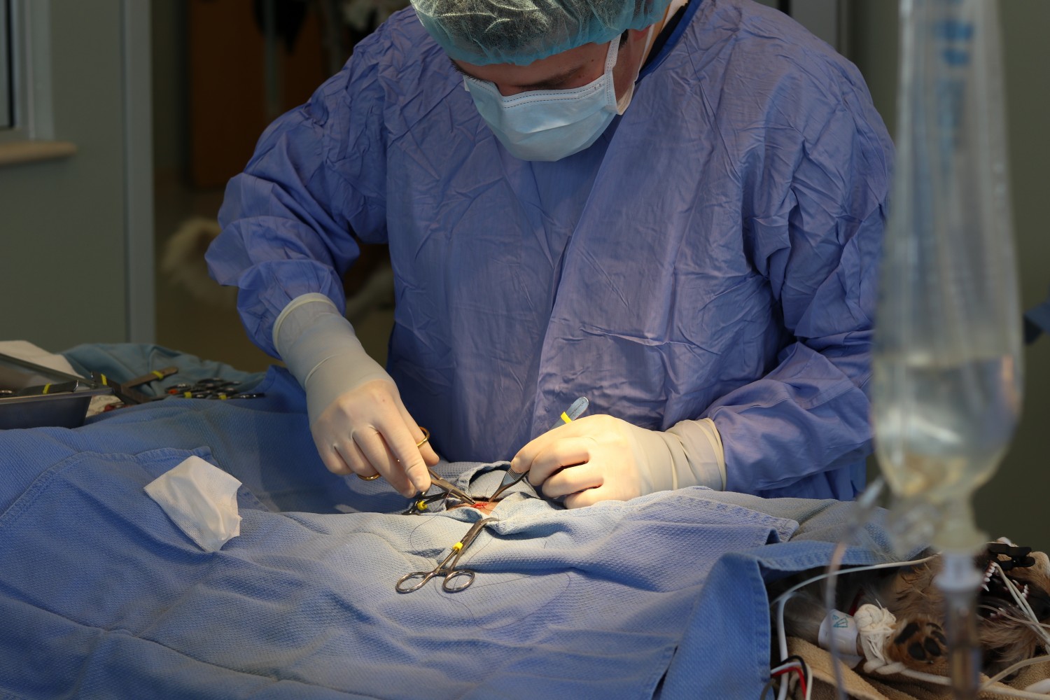 Marshfield Veterinary Service Surgical FAQ's